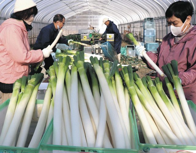 大きく甘い厳冬期の忍葱食べて JAこうかで出荷最盛期：中日新聞Web
