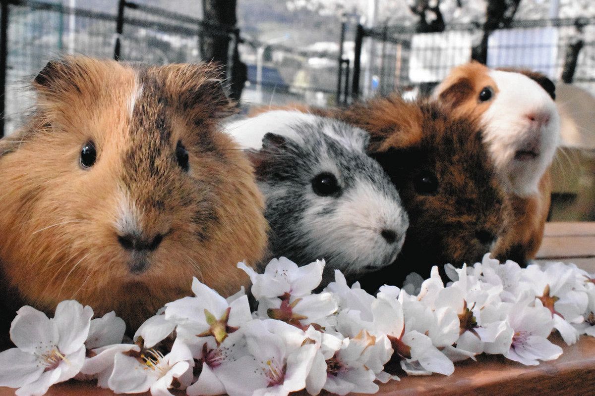 長野・城山動物園のチンチラ赤ちゃん 6・7日、成長ぶりお披露目：中日