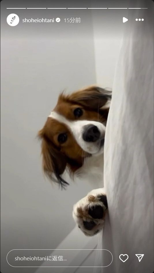 ◇デコピン、最新ショット「何処から撮ってるの」【写真】：中日