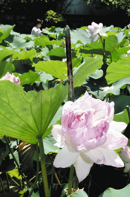 花びら数千 妙なハス 切り絵御朱印 絵柄に 北陸中日新聞web