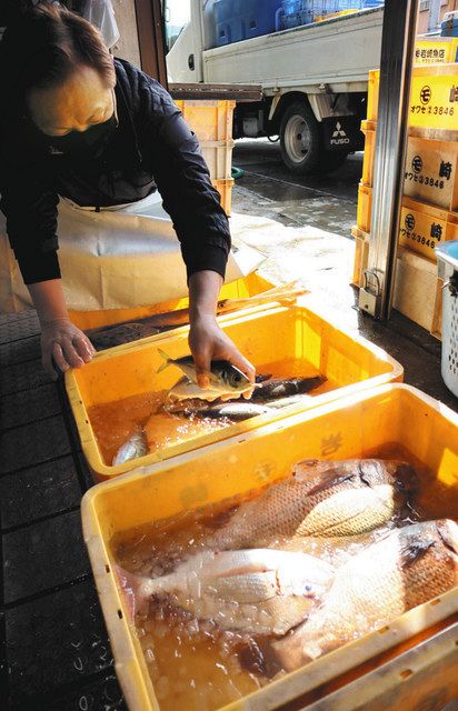 追う＞ 漁獲減、養殖業も打撃 黒潮大蛇行、尾鷲でも影響：中日新聞Web