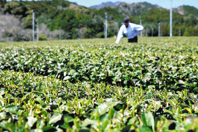 新芽が出始めた茶畑。５月初旬には摘み取りが始まる＝亀山市安坂山町で