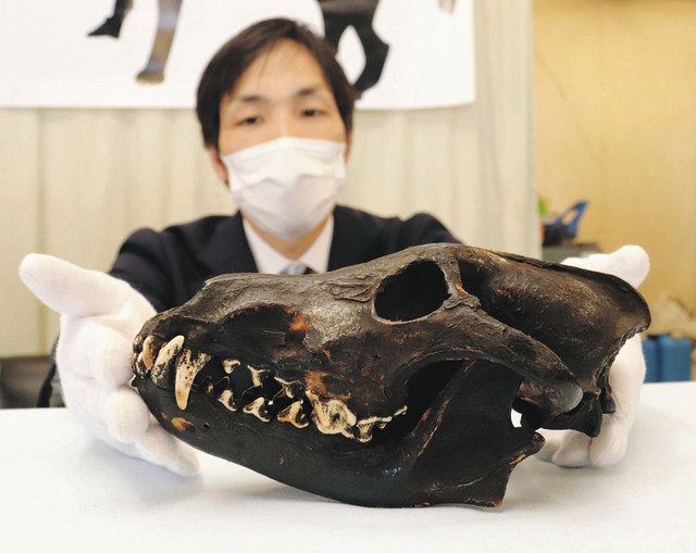 ニホンオオカミ 頭骨 再現 種名:イヌ の 本物 頭骨 で製作 呪物