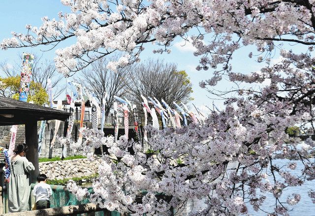 桜の中を泳ぐこいのぼり 蟹江・佐屋川創郷公園：中日新聞Web
