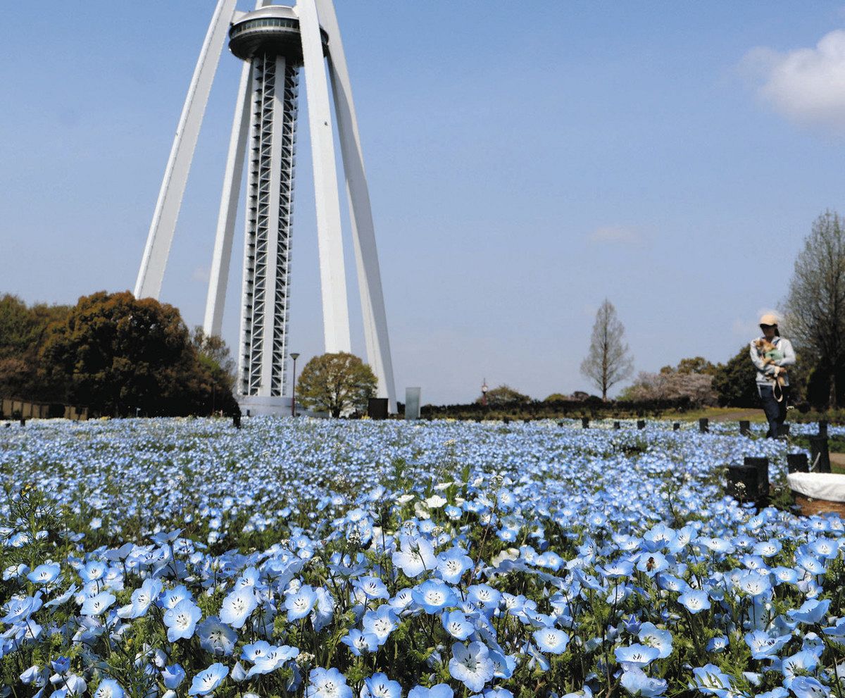 花宮 青色じゅうたん、空に映える 一宮・138タワーパークでネモフィラ見頃