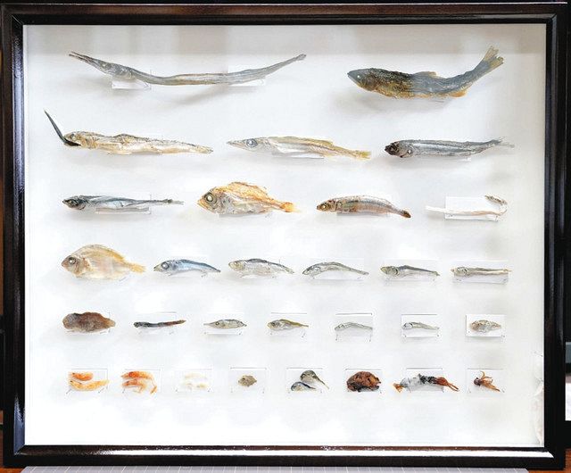 真心込めて作った煮干しの塑像 煮干しの標本」150年後の国宝展で最高賞 三島・沼田さん：中日新聞