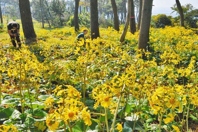 黄色い花が一面に 坂井 三国町でツワブキ見頃 中日新聞web
