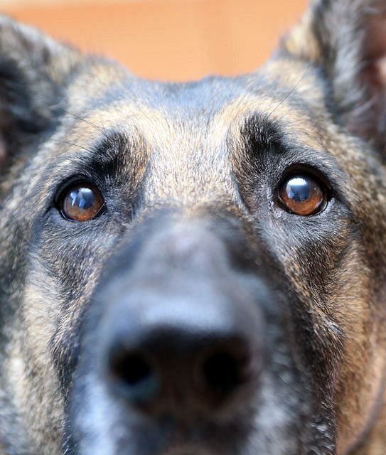 警察犬 ４ 追う ついて来い 足跡を嗅ぐ 中日新聞しずおかweb