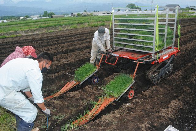 動力運搬車を使った白ネギの定植の実演会＝伊那市西箕輪で