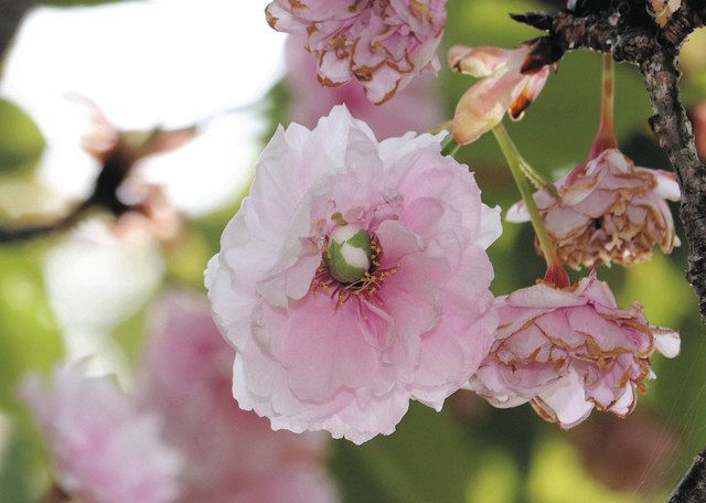 花の中にまたつぼみ 二段咲き 大野町の揖斐二度ザクラ見頃 中日新聞web