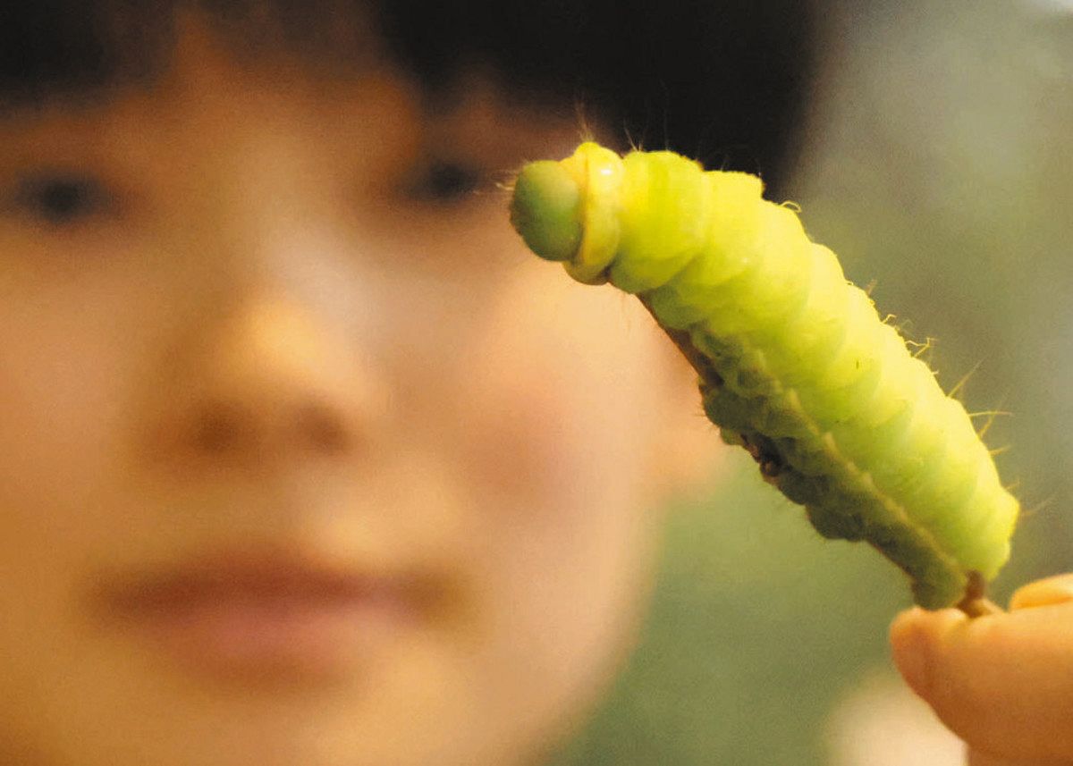 いもむし もぞもぞイモムシ、女性に人気 磐田の竜洋昆虫公園で初の企画展：中日