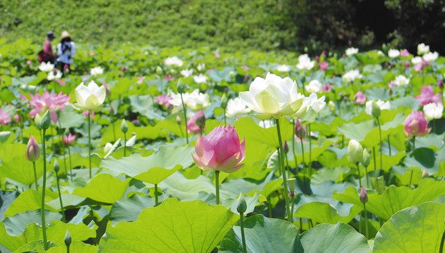 色とりどりハスの大輪 長浜 布勢町の畑で見頃 中日新聞web