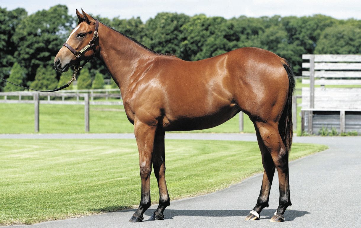 競馬】インゼルサラブレッドクラブが2022年度の募集開始 「インゼルファンファンド」を全頭対象にパッケージ化：中日スポーツ・東京中日スポーツ