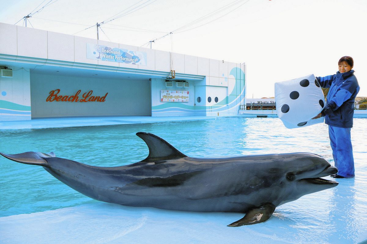 交雑種イルカ「プリン」の33歳祝うイベント始まる 南知多ビーチランド