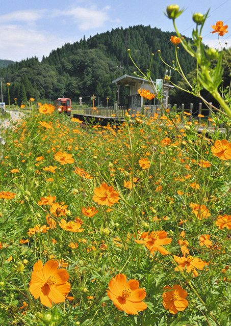 山あいの駅秋色広がる 福井 キバナコスモス見頃 日刊県民福井web