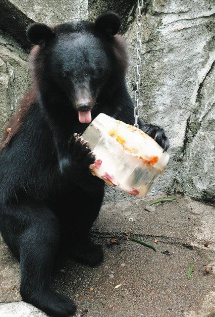 ひえひえおやつに ホッ ファミリーパーク 餌入り氷プレゼント：北陸中