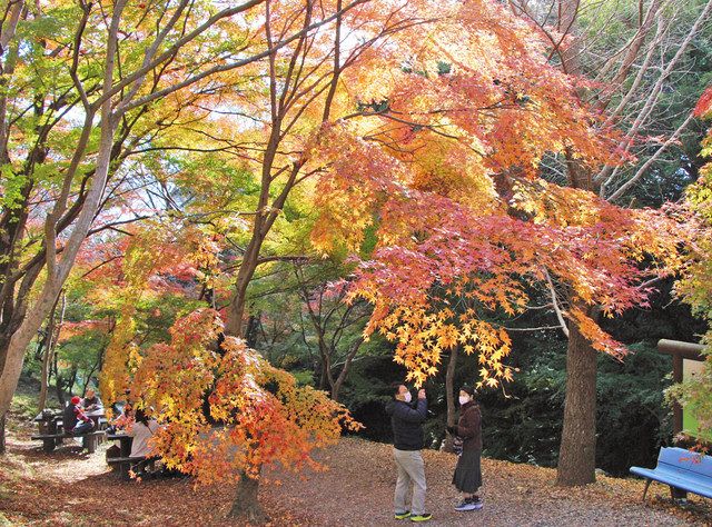 もみじ谷 色づく 四日市 水沢 中日新聞web