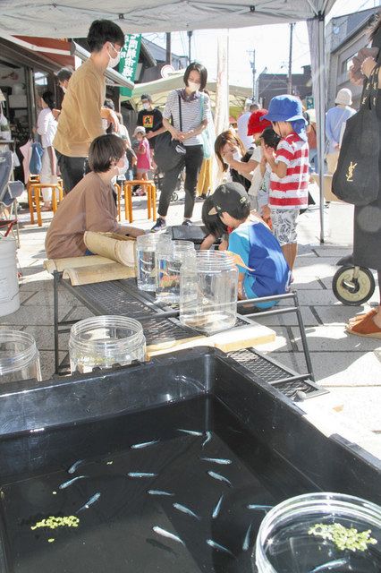 メダカすくい 雑貨販売盛況 大野七間通りで 楽市 日刊県民福井web