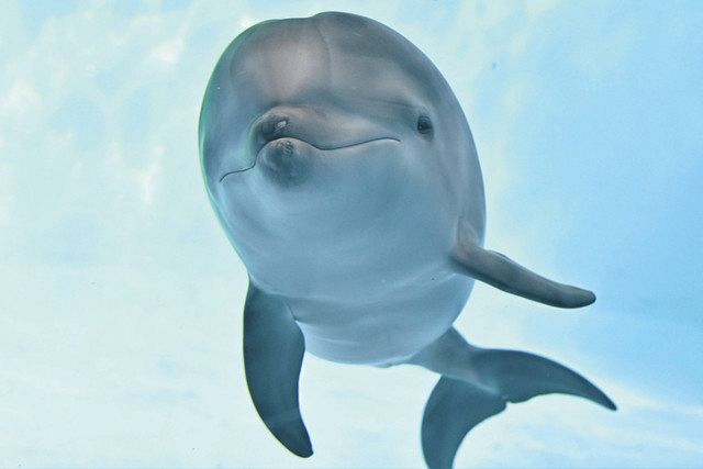 レイ です よろしくね 名港水族館 バンドウイルカの赤ちゃん 中日新聞web