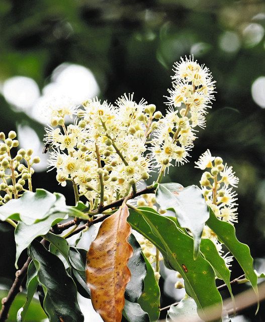 ブラシみたい。リンボクの花 紀北・高塚山展望台付近で咲く：中日新聞Web