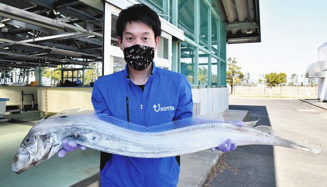 サケガシラ 浜名湖で深海の珍客発見：中日新聞しずおかWeb