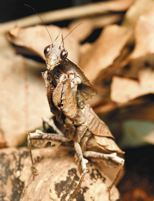 枯れ葉そっくり 珍しいカマキリ 昆虫館で初展示：北陸中日新聞Web