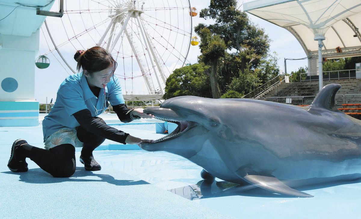 水しぶきで涼をお届け、舞台裏にはイルカとトレーナのたゆまぬ努力 