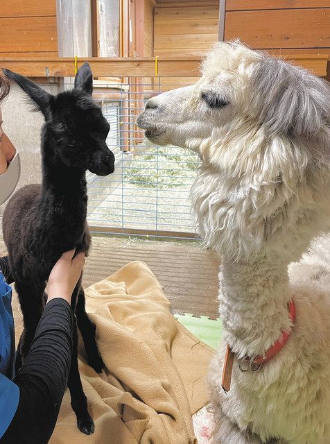 こんにちは アルパカの赤ちゃん いしかわ動物園 あすから一般公開 北陸中日新聞web こんにちは アルパカの赤ちゃん いしかわ動物園 あすから一般公開 北陸中日新聞web