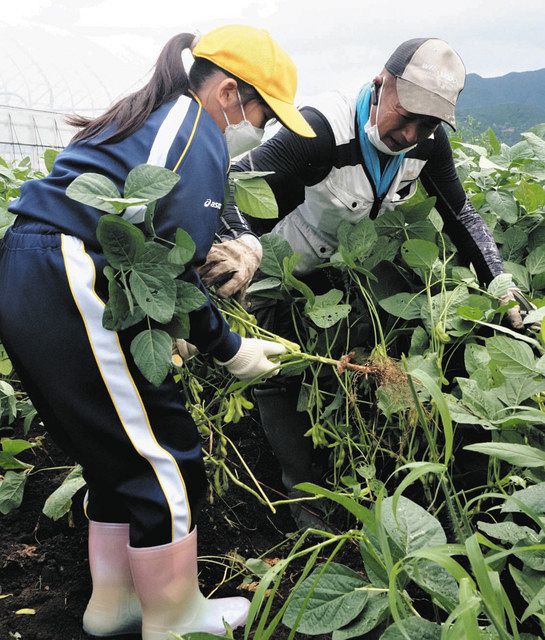 枝豆食べるの楽しみ さみさと小児童 朝日で収穫体験 北陸中日新聞web
