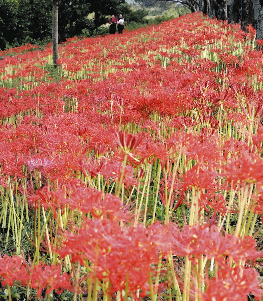 s*5様 虎 残響 赤 ヒガンバナ #172 s*5様 虎 残響 赤 ヒガンバナ #172