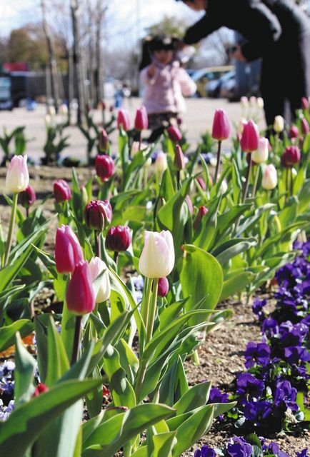 春の花 チューリップ はや見ごろ フラワーパーク江南 中日新聞web