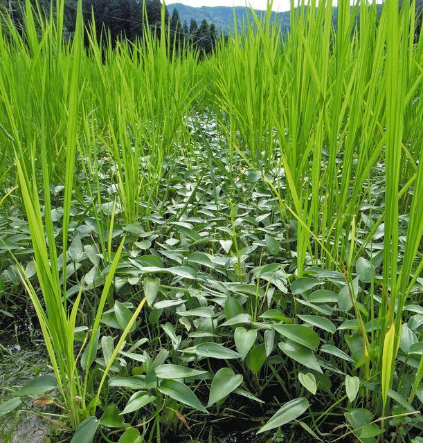 田んぼの教室】「強敵」一色 芝生のよう 水田雑草駆除 終わりなき戦い：北陸中日新聞Web