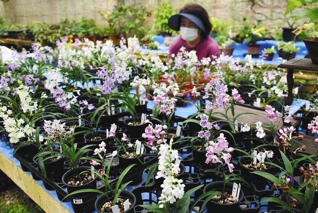 色とりどりのウチョウラン見頃 伊賀・つげ農園：中日新聞Web