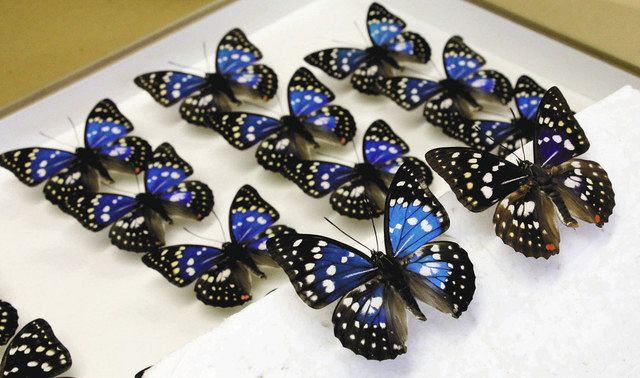 奥三河点描＞ 設楽・オオムラサキに夢中：中日新聞Web