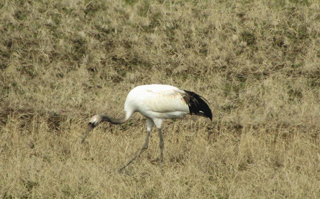 加賀でタンチョウ幼鳥 地元男性撮影 田んぼで餌ついばむ 北陸中日新聞web