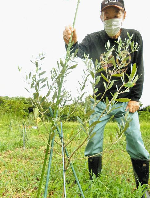 昨年植えたオリーブと、まちおこしを目指す伊藤幸雄会長＝羽咋市柴垣町で
