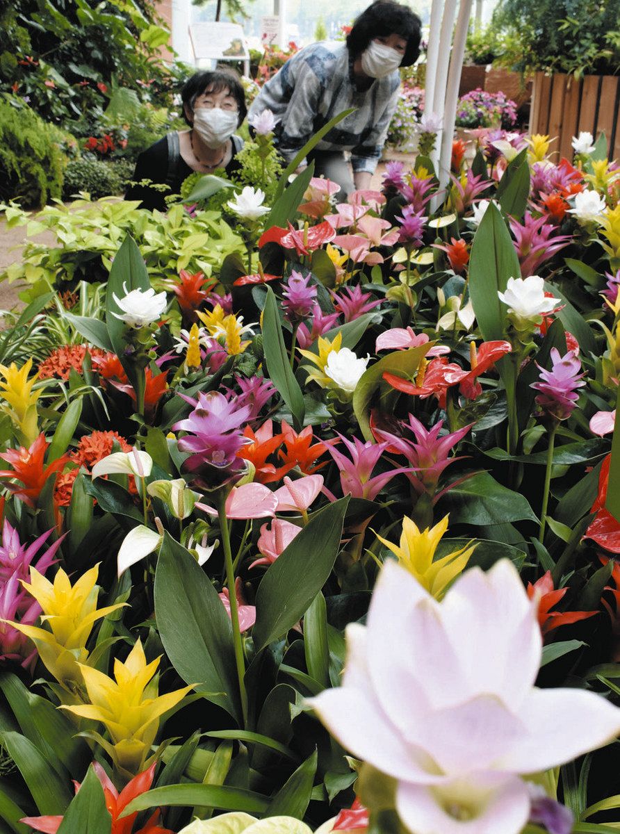 原色カラフル 熱帯の庭 砺波・チューリップ四季彩館 季節展示：北陸中