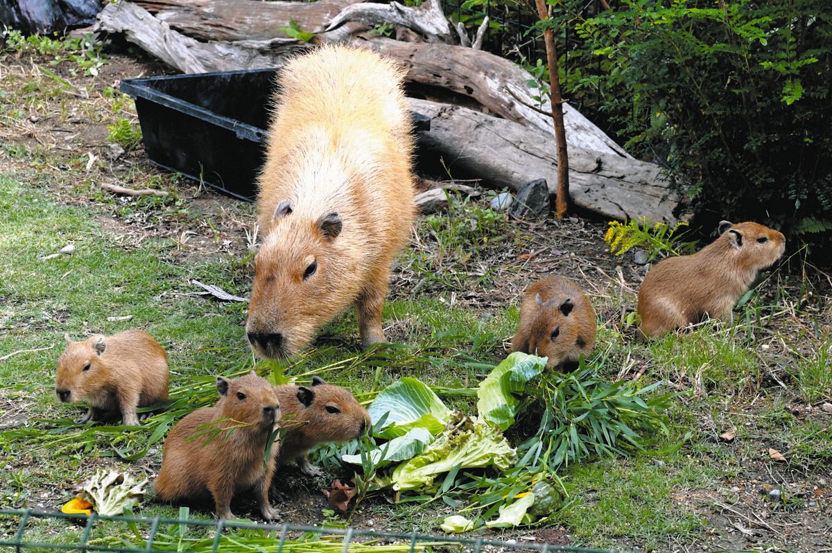 すくすく成長、一緒に見守ってね 蒲郡・竹島水族館、カピバラ赤ちゃん5
