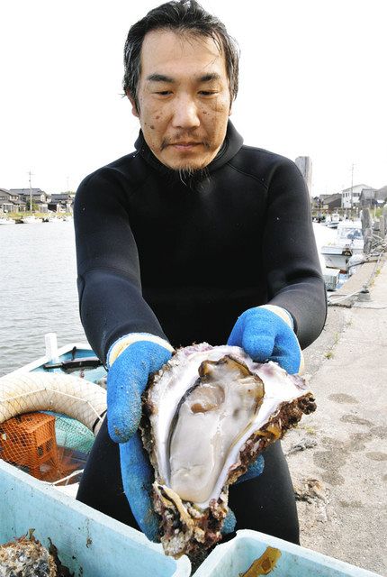 大ぶり濃厚 うまい 志賀 ヨコタ 岩カキ漁始まる 北陸中日新聞web