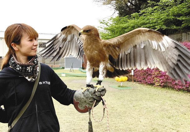 サメイロイヌワシ仲間入り 掛川花鳥園 中日新聞しずおかweb