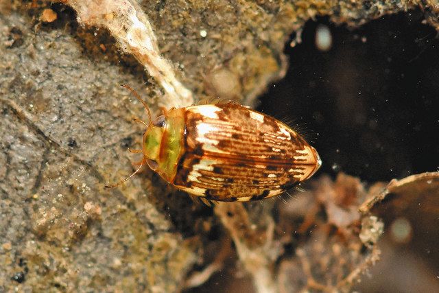 成長過程を初解明 金沢で発見 ニセコウベツブゲンゴロウ 北陸中日新聞web