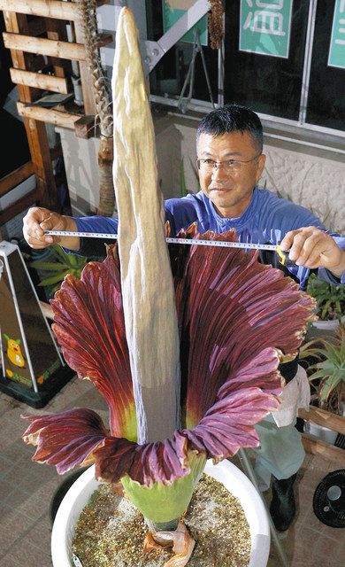 通風筒＞ 絶滅危惧種の「ショクダイオオコンニャク」咲き始める 東山動