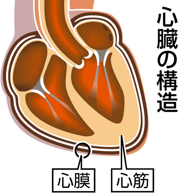 胸の違和感 気を付けて 心筋炎 心膜炎 中日新聞web