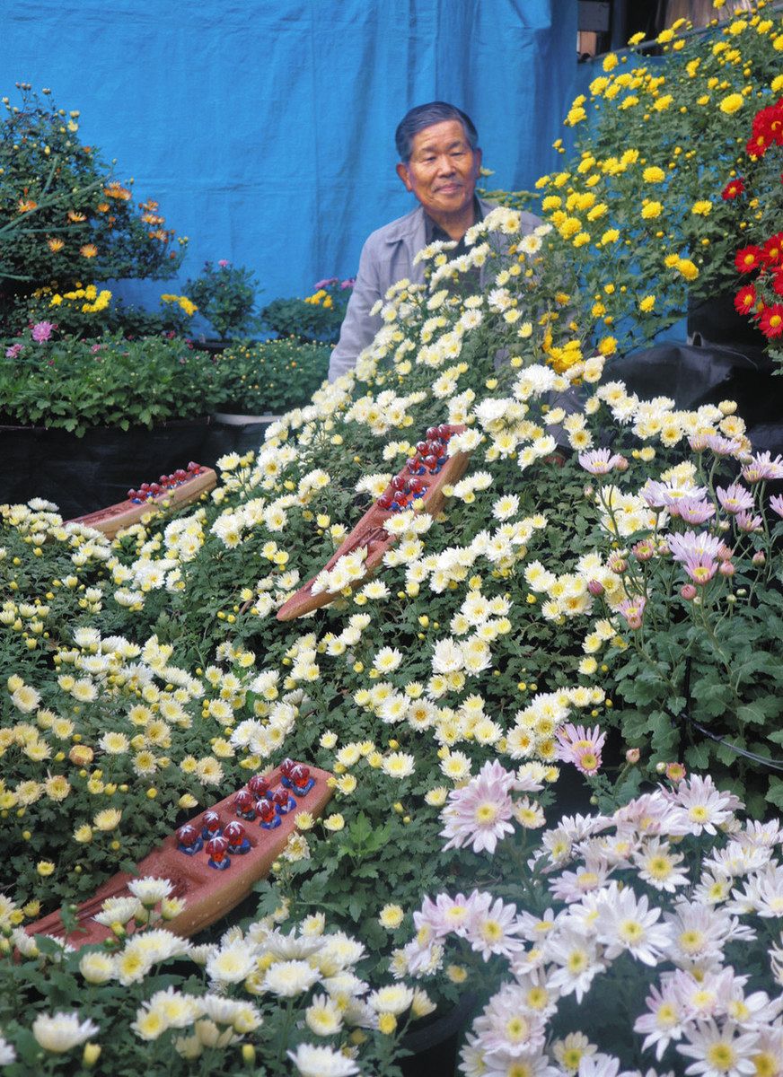 神奈川沖浪裏」をキクで表現 鈴鹿の藤田さんが浮世絵風に栽培・展示