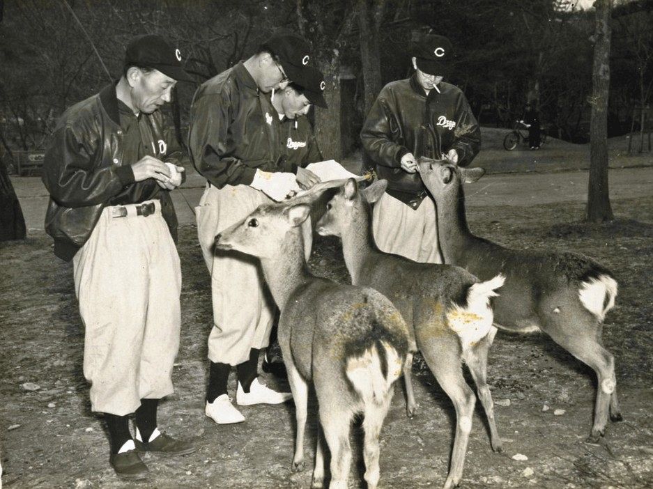 １９５４年、奈良キャンプで鹿に鹿せんべいをあげる杉下（左から２人目）。左端は天知監督。
