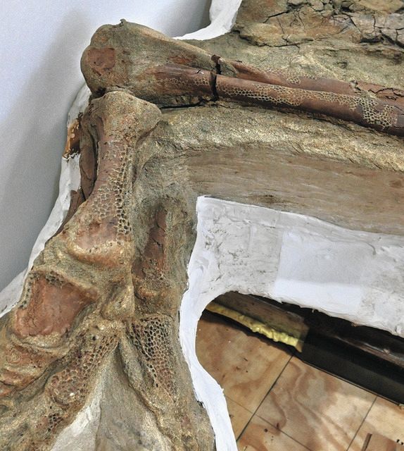 ブラキロフォサウルスの実物ミイラ化石、国内初公開 県立恐竜