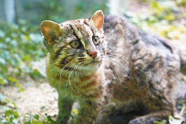東山のツシマヤマネコ死ぬ さんちゃん 雄１６歳 中日新聞web