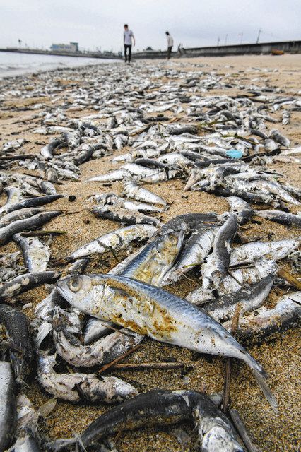 追う ８ ９月に津の海岸で魚の大量死 海中の酸素不足原因か 中日新聞web