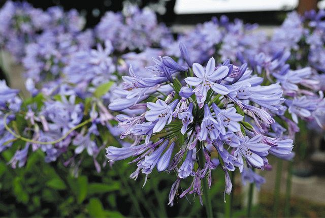 まるで紫の花火、アガパンサス咲き誇る 道の駅「熊野・花の窟」：中日