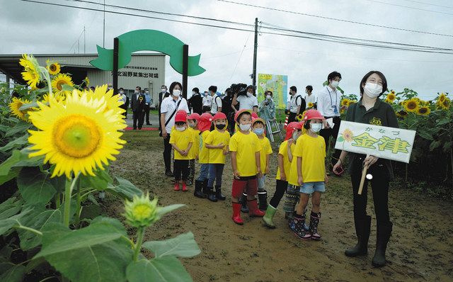 ひまわり村 咲いたよ 河北潟干拓地 北陸中日新聞web